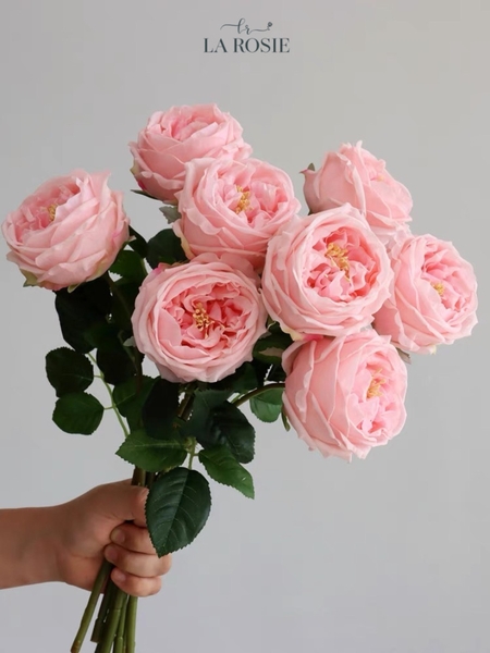 HOA HỒNG MÀU HỒNG PHẤN