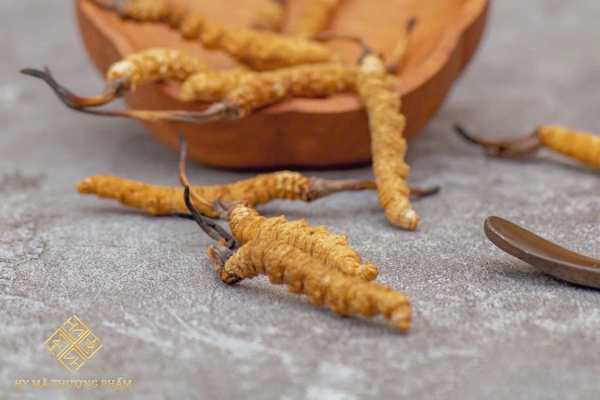 Đông Trùng D22 Tây Tạng( Gram)