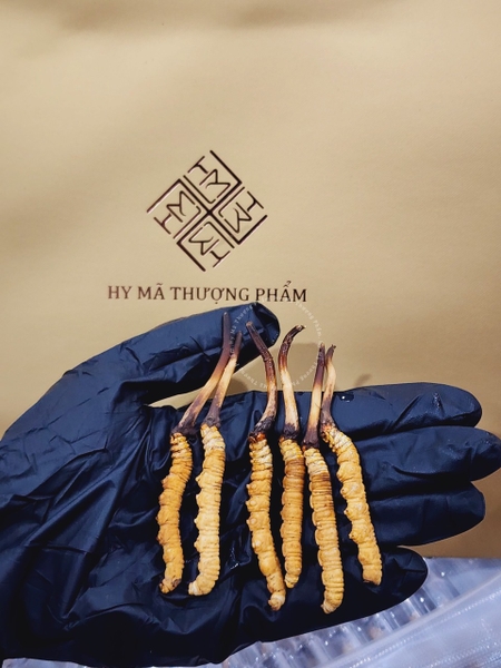 Đông Trùng Tươi Size 0.8 Gram ( Con)