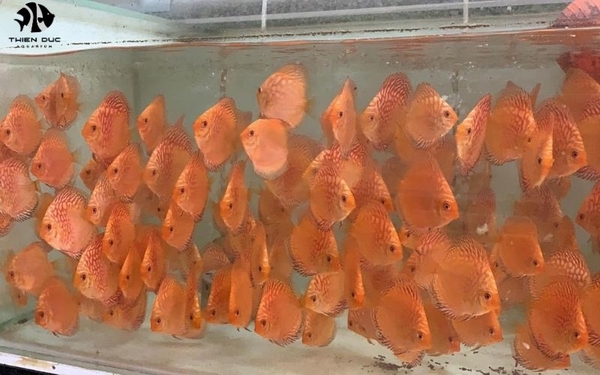 Bulk Aquarium Fish Export: Logistics and Best Practices