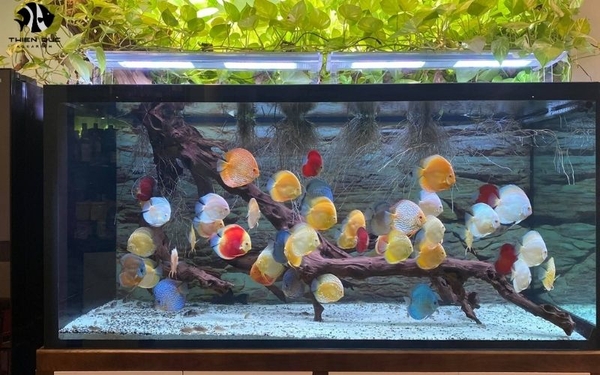 Image showcasing Discount Aquarium Fish: Where to Find the Best Bargains