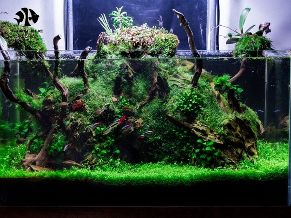 View of Driftwood for Aquarium Decoration: Enhance Your Tank Naturally
