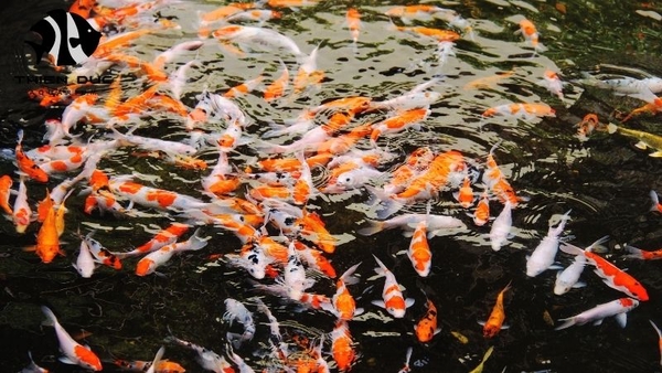 EU Live Fish Import Regulations: 2025 Complete Compliance