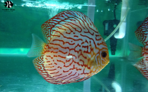 Freshwater fish for aquariums wholesale: Bulk buying tips for success