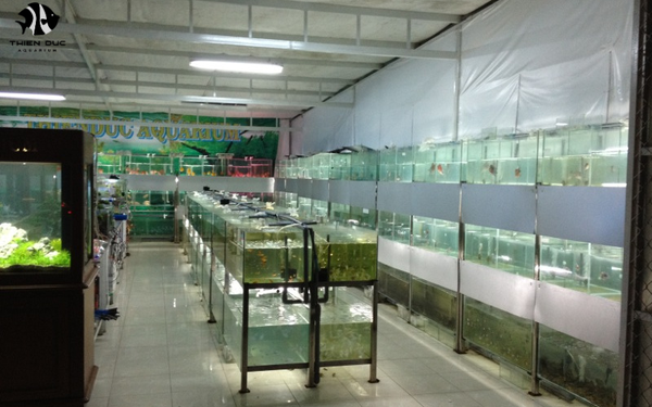 Live aquarium fish exporters: Ensuring safe and healthy delivery world