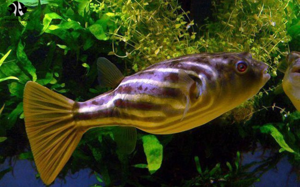 Rare Tropical Fish for Sale: Must-Have Species for 2024