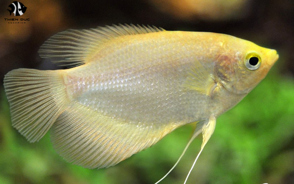 Wholesale Tropical Fish Prices: Compare and Save Big