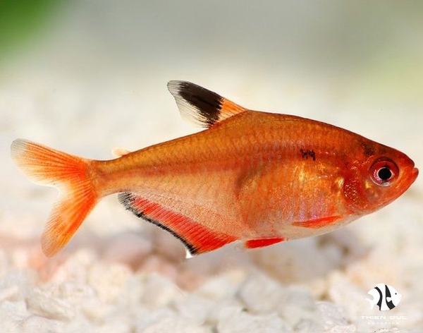 Serpae Tetra