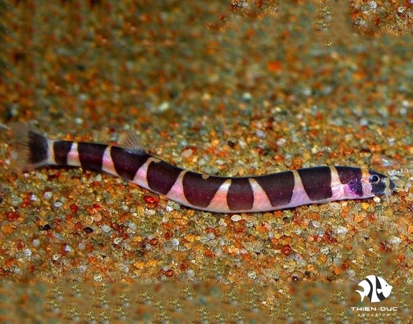 Loach Kuhli Giant