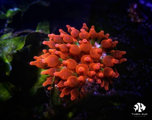 Red Tip Bubble Sea Anemone