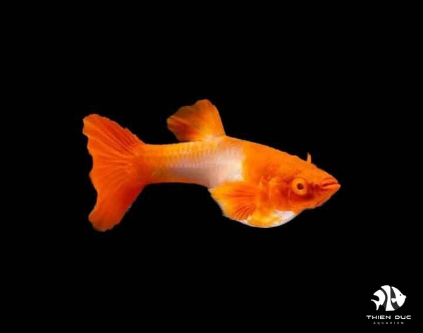 Guppy Koi Red Ear(Pair)