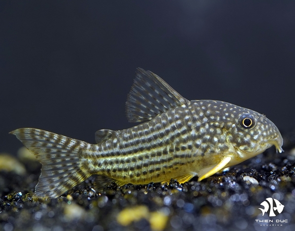 Corydoras Sterbai