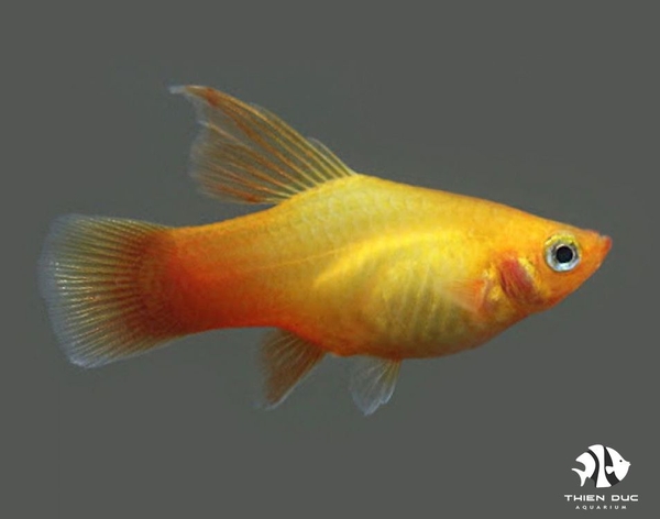 Platy Orange Gold Hi Fin