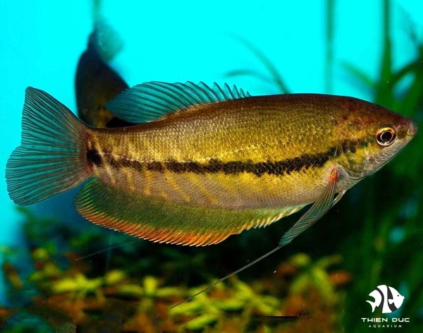 Snake Skin Gourami