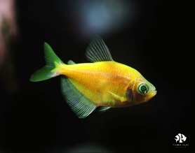 Orange Skirt Tetra