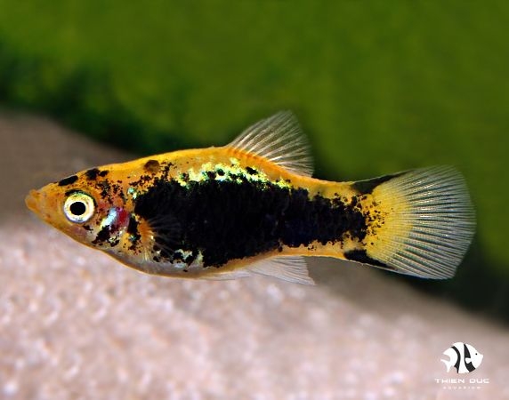 Platy Tuxedo Yellow