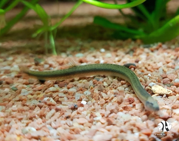 Loach Kuhli Golden