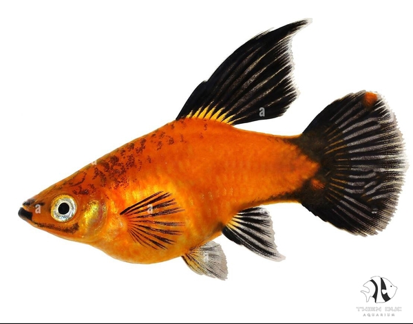 Platy Tuxedo Red Hi Fin