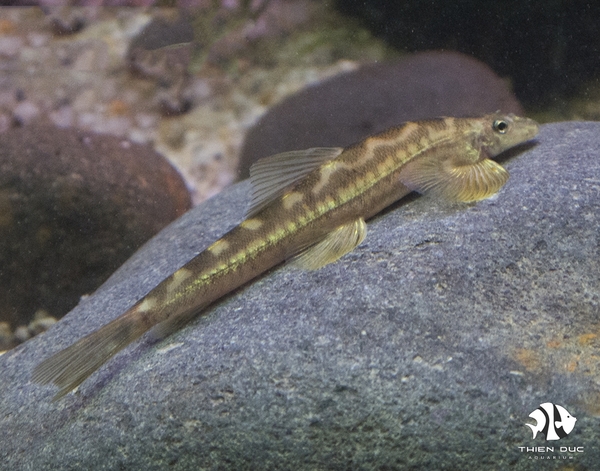 Loach Lizard Vietnam