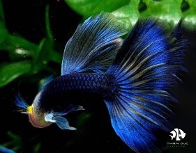 Guppy Blue Tazzan(Pair)