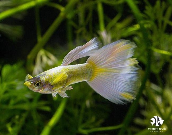 Guppy Full Gold(Pair)