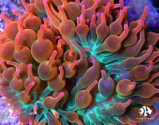 Bubble Sea Anemone