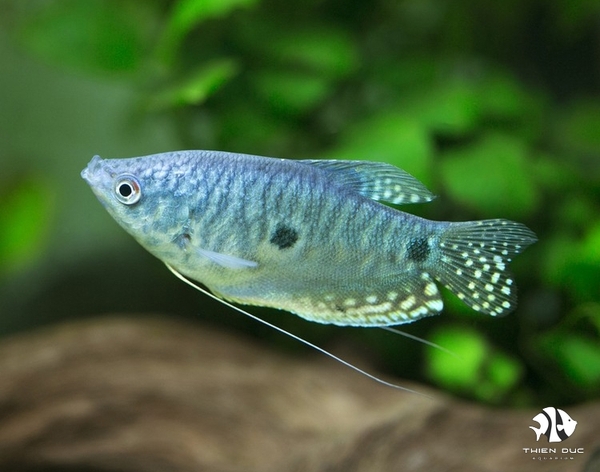 Gourami Blue