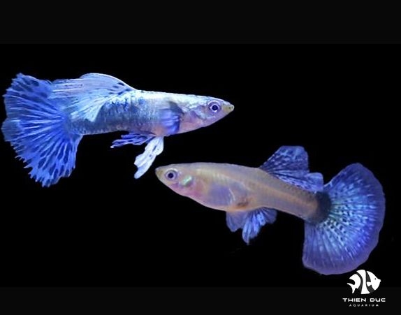 Guppy Dragon Blue(Pair)