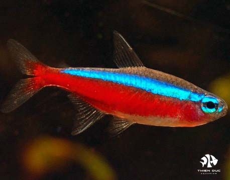 Cardinal Tetra (Bred)