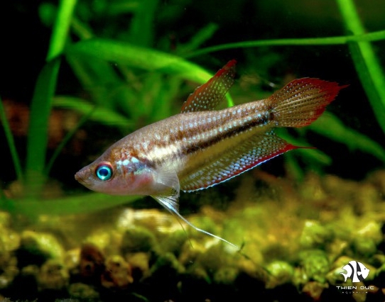 Threestripe Gourami