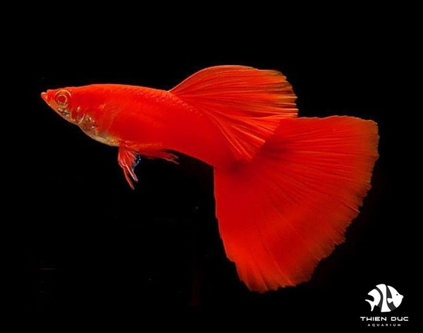 Guppy Full Red(Pair)