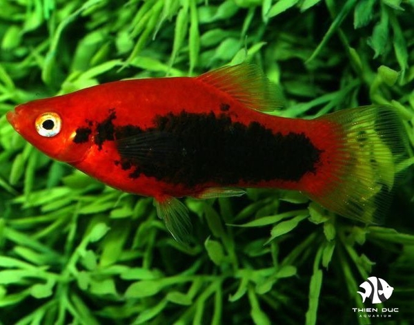 Platy Tuxedo Red