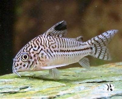 Corydoras Julli