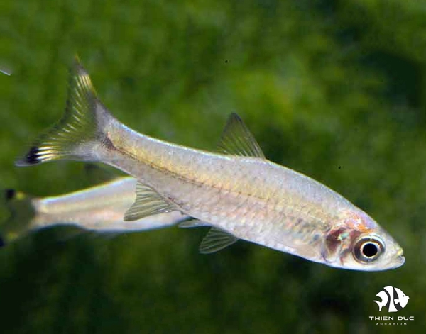 Rasbora Sp