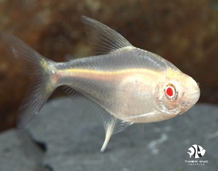 Lemon Tetra Albino