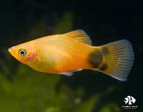 Platy Mickey Mouse Marigold