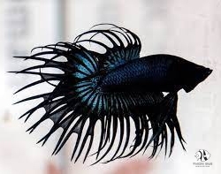 Black Paradise Betta