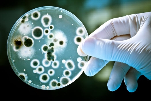Nhiễm Khuẩn E. coli