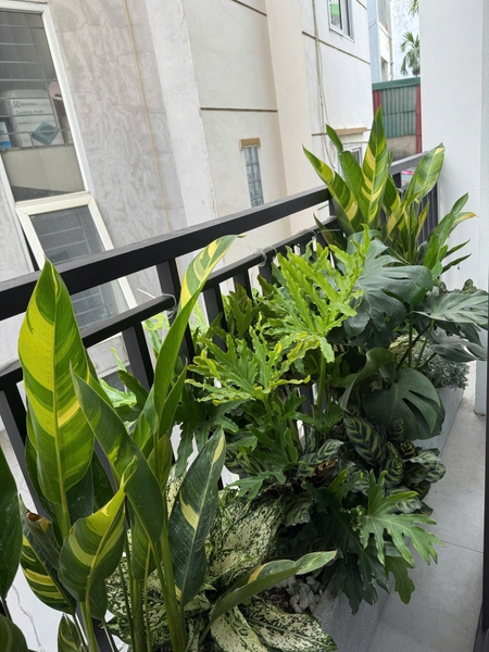 Bán nhà phố Ái Mộ, Bồ Đề, 7 tầng, DT 53m2, MT 3.8m, 4PN, full nội thất, thang máy, gara