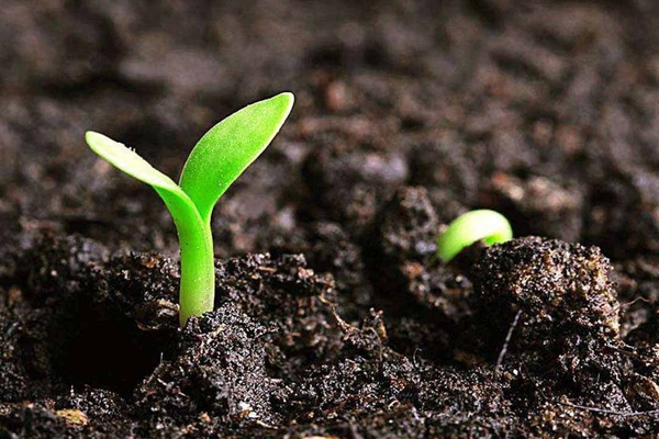 tac dung cua axit fulvic