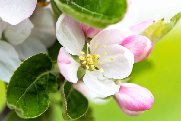 cay rung trai non do thu phan khong du