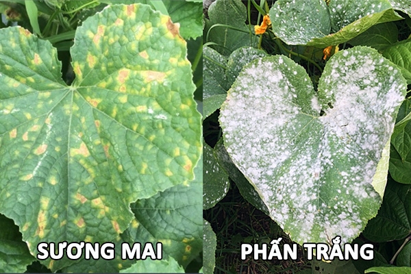 phân biệt sương mai và phấn trắng