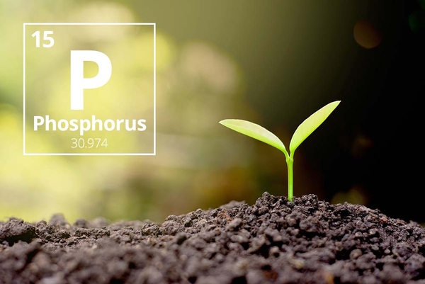 phosphorus