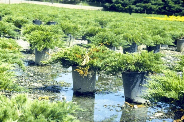 phương pháp chẩn đoán phytophthora