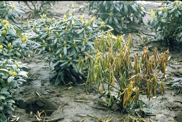 hoa đỗ quyên nhiễm phytophthora