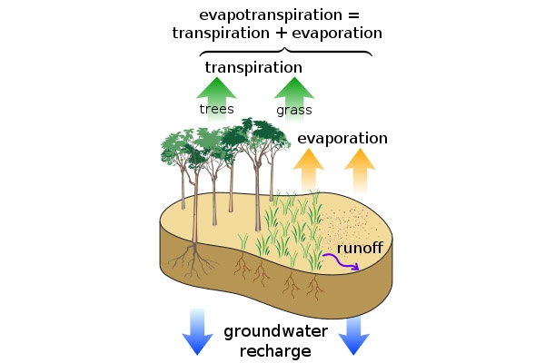 qua trinh evapotranspiration