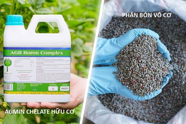 so sanh dac tinh agmin va phan bon vo co