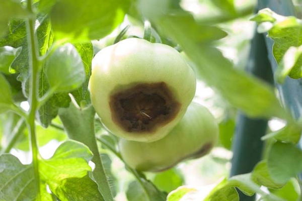 trieu chung cay thieu hut canxi