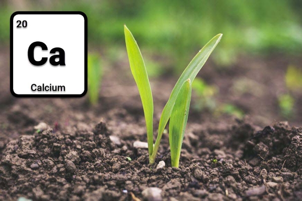 vai tro cua canxi voi cay trong