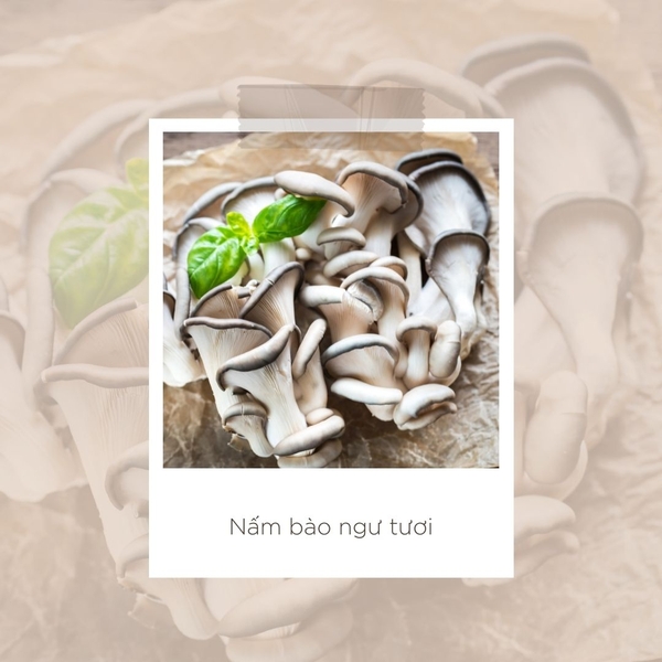 nấm bào ngư tươi